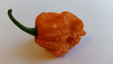 Bhut Jolokia Orange Copenhagen - Seeds - The Pepper Pantry (Formerly Marie Sharp's)